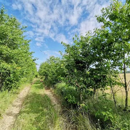 Waldblick Vom Naturhof Usedom Bannemin